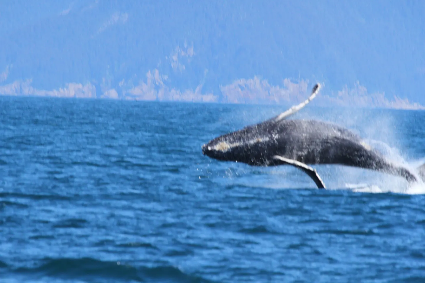 Een bultrug die uit het water springt in de Kenai-fjorden