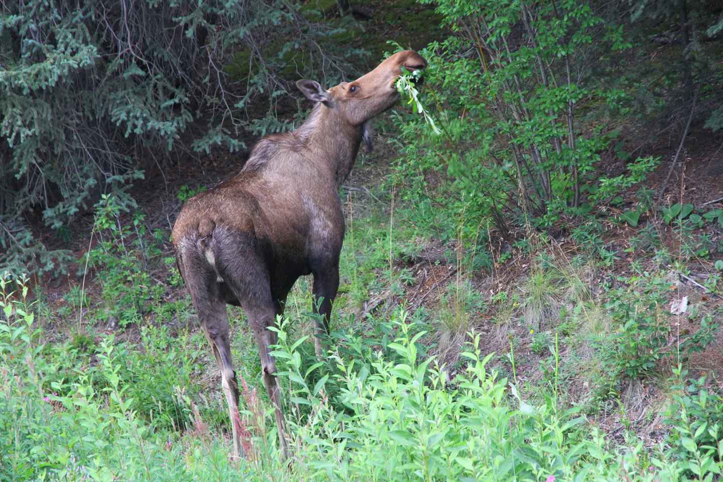 Een eland die van de struiken staat te eten in Alaska
