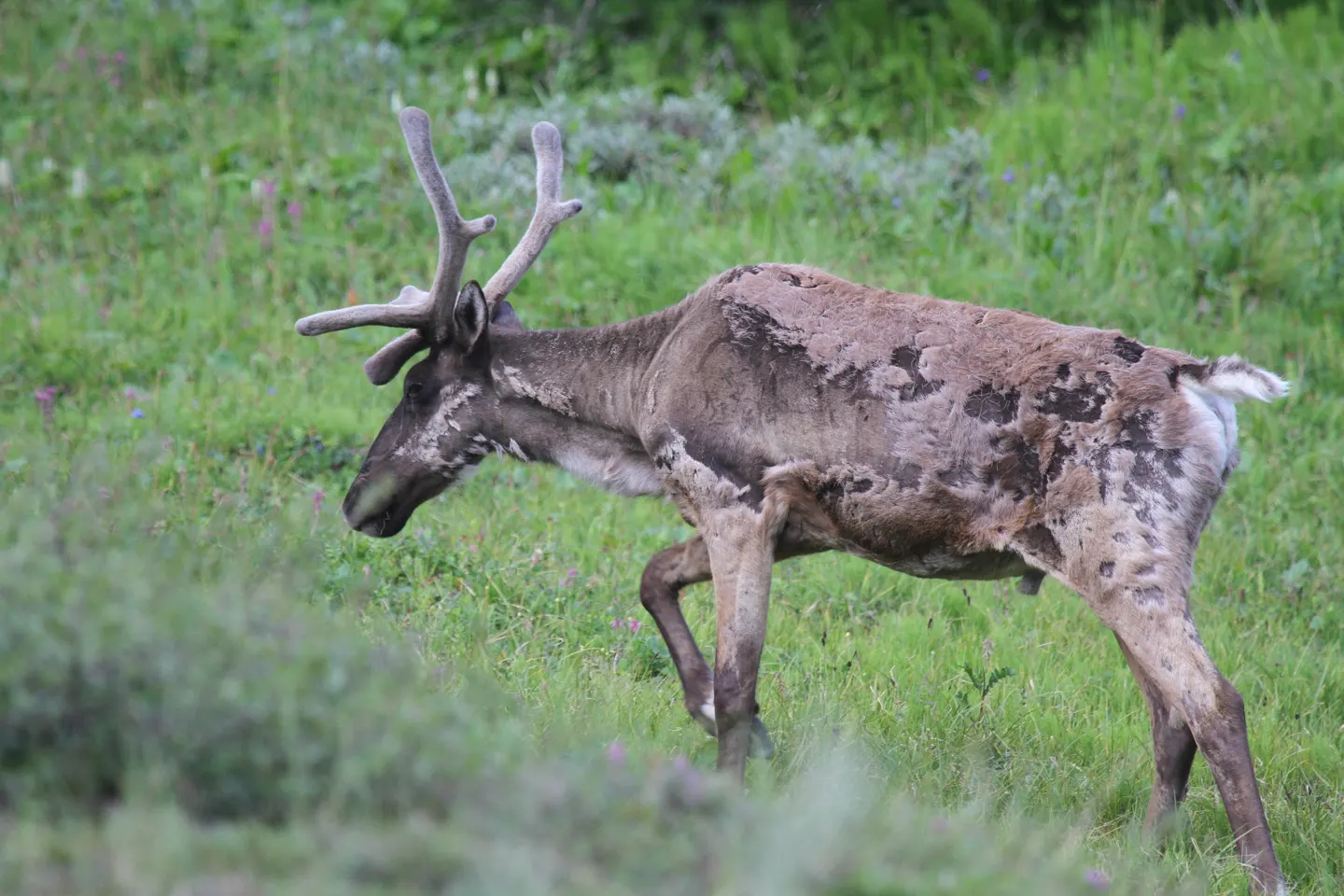 Een kariboe in het groen langs de weg in Denali National Park