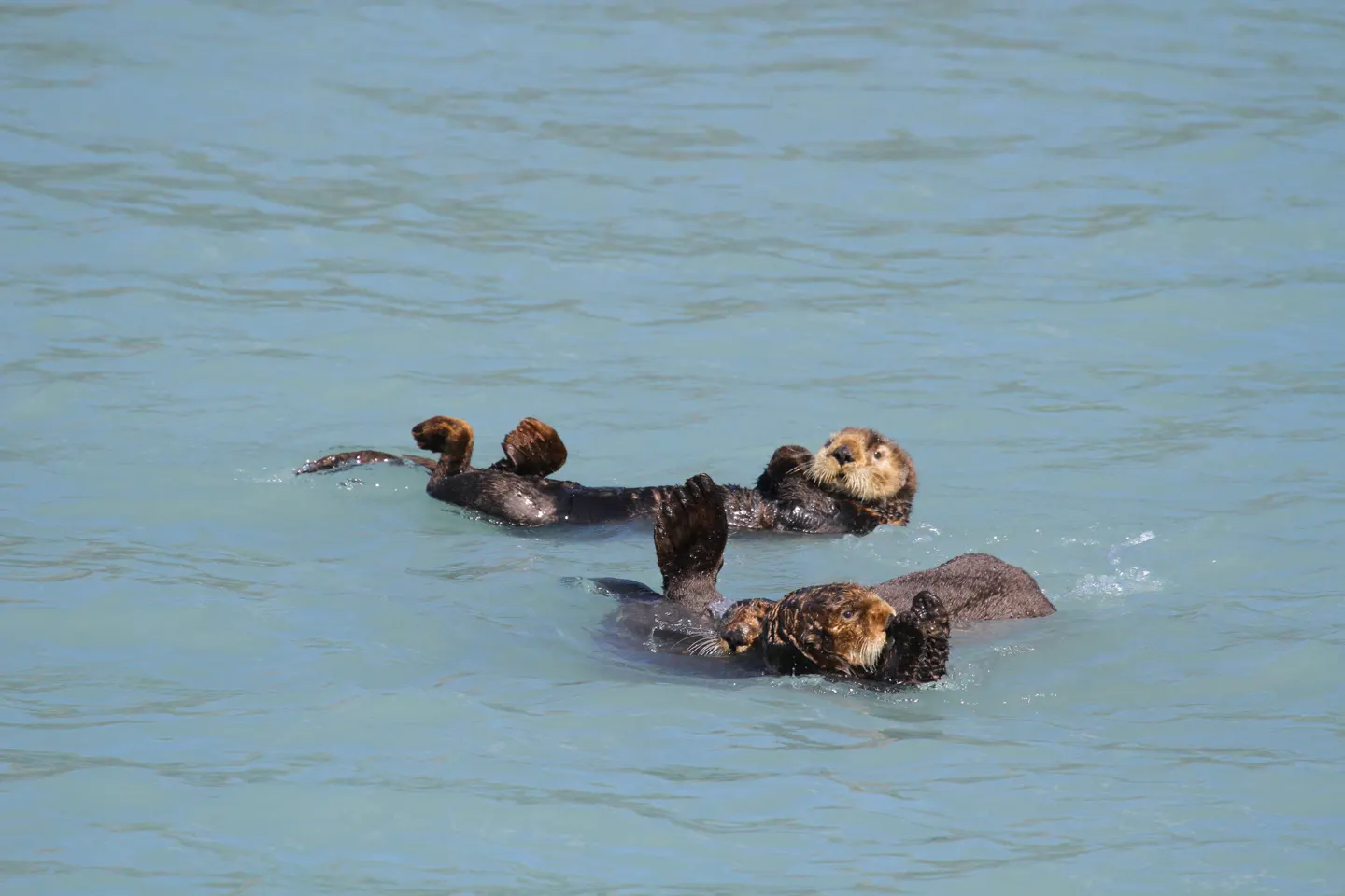 Twee zeeotters drijvend op hun rug in het water bij Seward