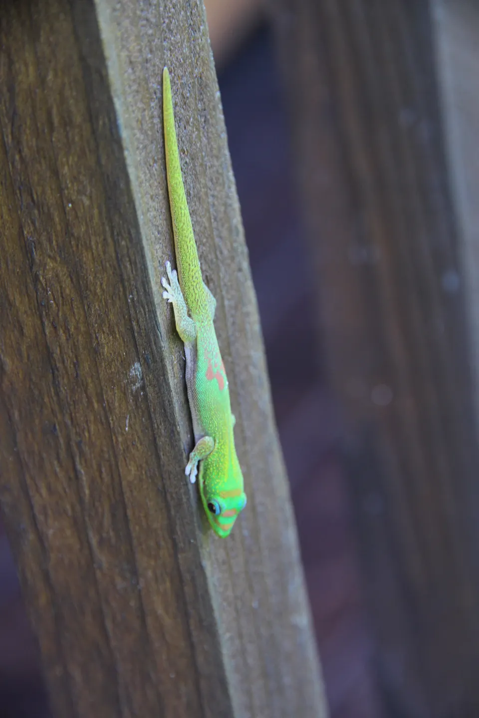 Een felgroene gekko op een houten balk op Hawaï