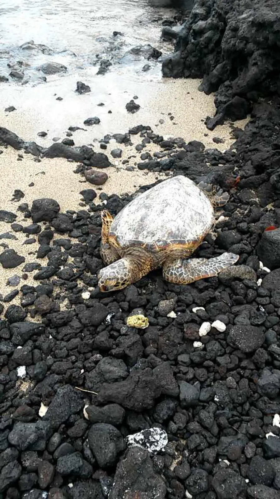 Groene zeeschildpad die ligt te rusten op een lavarots op Hawaï