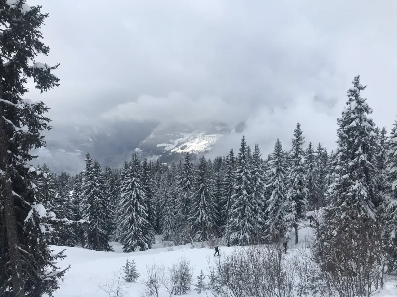 Besneeuwde dennen met een in wolken gehulde bergtop bij Verbier
