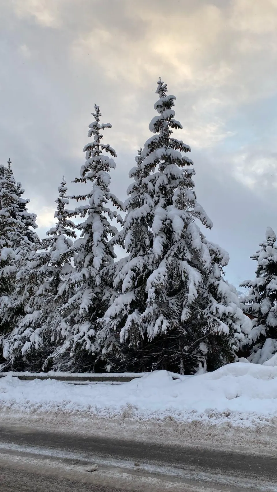 Dik besneeuwde dennenbomen tegen een bewolkte lucht bij Verbier